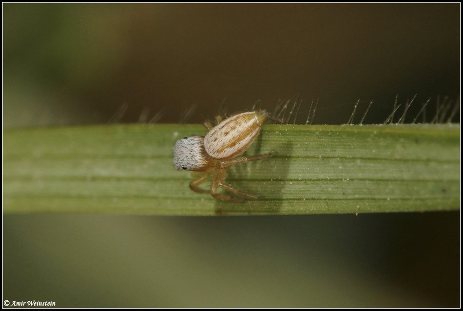 Salticidae d''Israele